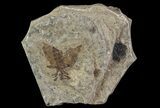 Fossil March Fly (Plecia) - Green River Formation #65184-1